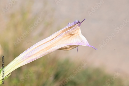Datura plant flowers. Its common names thornapples, jimsonweeds, devils trumpets, moonflower, devils weed and stramonium. Hindus offer it to Lord Shiva. It is used a lot in Ayurvedic medicines.
