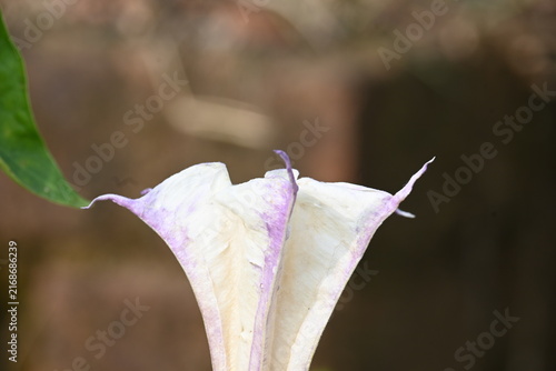Datura plant flowers. Its common names thornapples, jimsonweeds, devils trumpets, moonflower, devils weed and stramonium. Hindus offer it to Lord Shiva. It is used a lot in Ayurvedic medicines.
