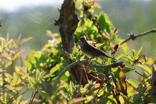 the female blackcap (Sylvia atricapilla)