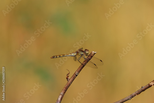 the female common darter dragonfly (Sympetrum striolatum)