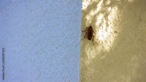 Konstfotografi Barata marrom em parede clara sob luz solar e sombra de folhas, cena típica de p