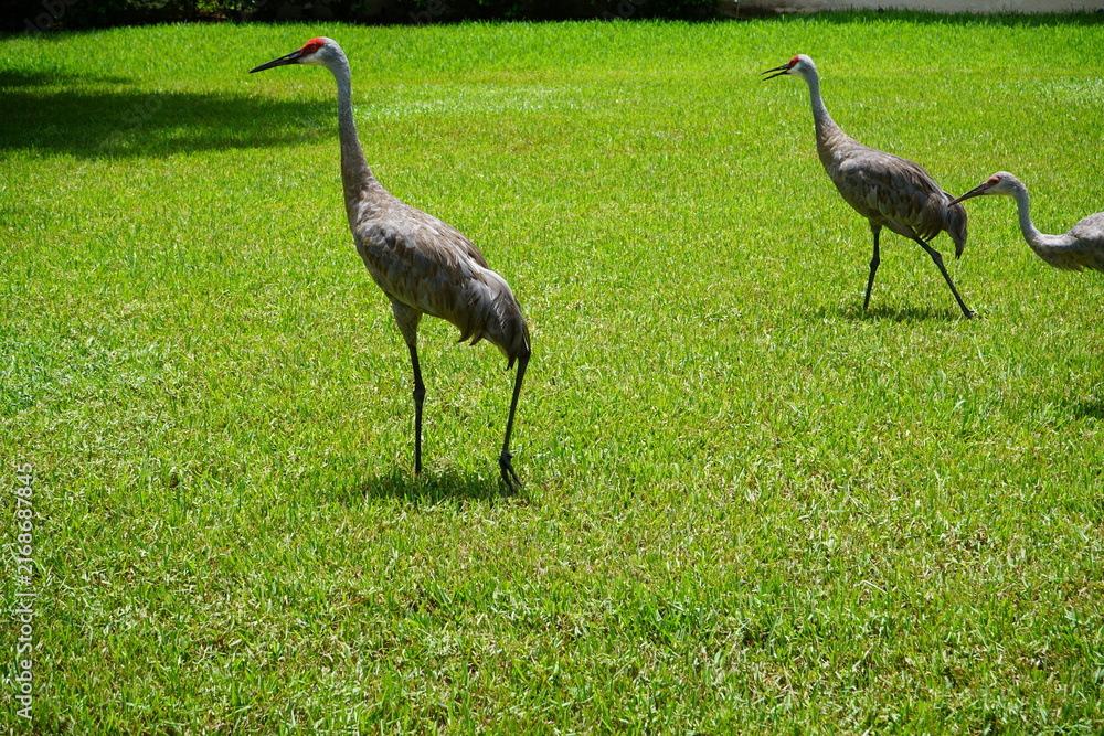 Naklejka premium Sandhill cranes walking in formation across a green Florida lawn