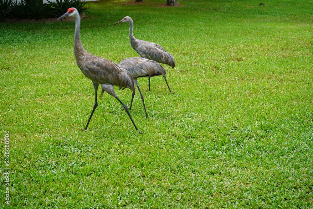 Naklejka premium Three sandhill cranes walking on a green lawn in Land O' Lakes, Florida