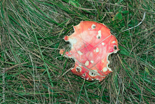 Картината върху платно partially eaten cap of Fly agaric (Amanita muscaria)