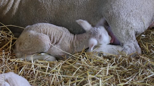 Newborn Baby Lamb Laying With Nursing Milk Ewe Mother in Straw Sheep Farm