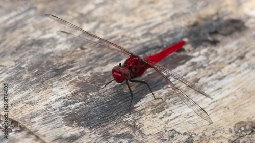 Green and Red Dragonfly  Resting on a Leaf in Lush Grass and Natural Wildlife Habitat