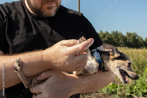 close view of a man carefully holding the paw of a panting small dog during an outdoor inspection, highlighting sensitive handling and preventive pet health care
