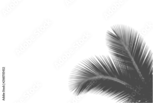 Tropical Palm Leaf Shadow Overlay on White Background, Minimalist Summer Frame