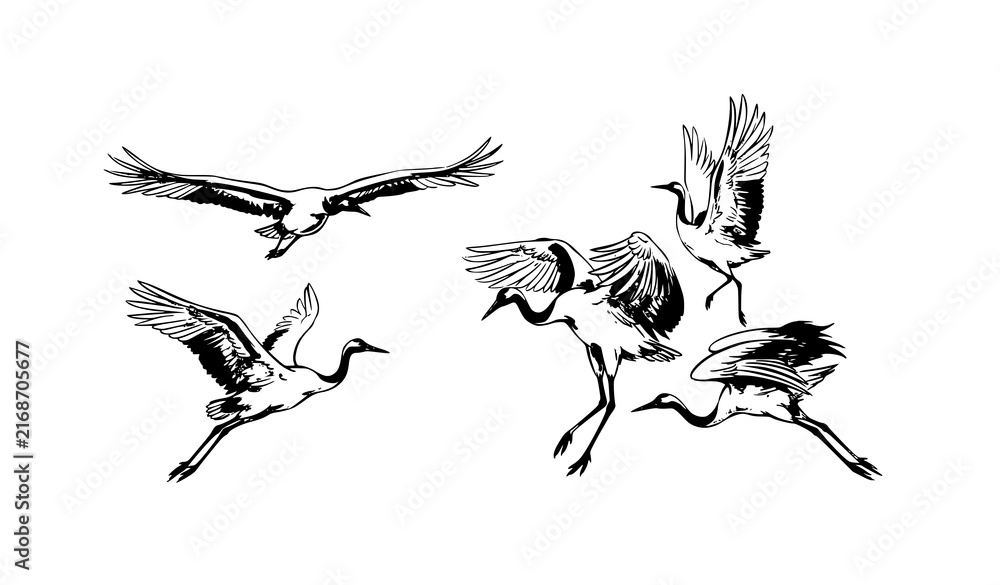 Naklejka premium Flying red crowned cranes in Chinese ink wash hand drawn vector illustration set