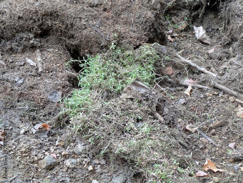 Cuadro en lienzo Fond d’un étang asséché par la sécheresse en Loire-Atlantique