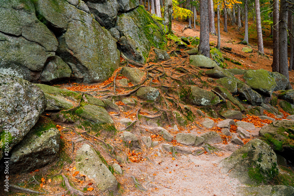 Fototapeta premium Trail. Autumn landscape with hiking trail in the mountain forest of the Karkonosze National Park in Poland, Europe