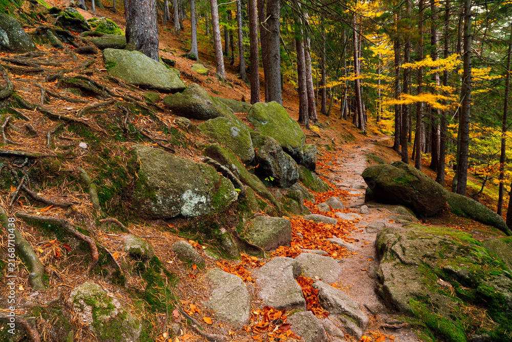 Fototapeta premium Trail. Autumn landscape with hiking trail in the mountain forest of the Karkonosze National Park in Poland, Europe