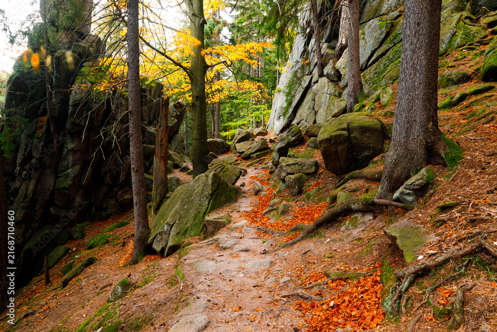 Fototapeta premium Trail. Autumn landscape with hiking trail in the mountain forest of the Karkonosze National Park in Poland, Europe