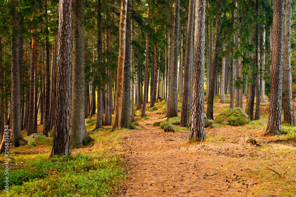 Fototapeta premium Trail. Autumn landscape with hiking trail in the mountain forest of the Karkonosze National Park in Poland, Europe