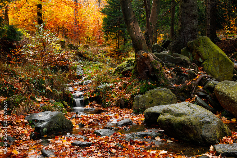 Naklejka premium River. Autumn landscape with mountain river in the forest of the Karkonosze National Park in Poland, Europe