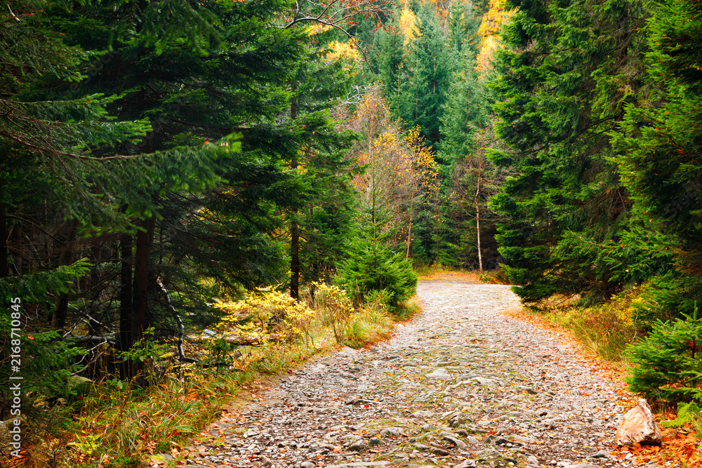 Fototapeta premium Trail. Autumn landscape with hiking trail in the mountain forest of the Karkonosze National Park in Poland, Europe.