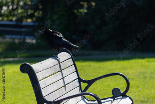 Crow perched on a wooden bench