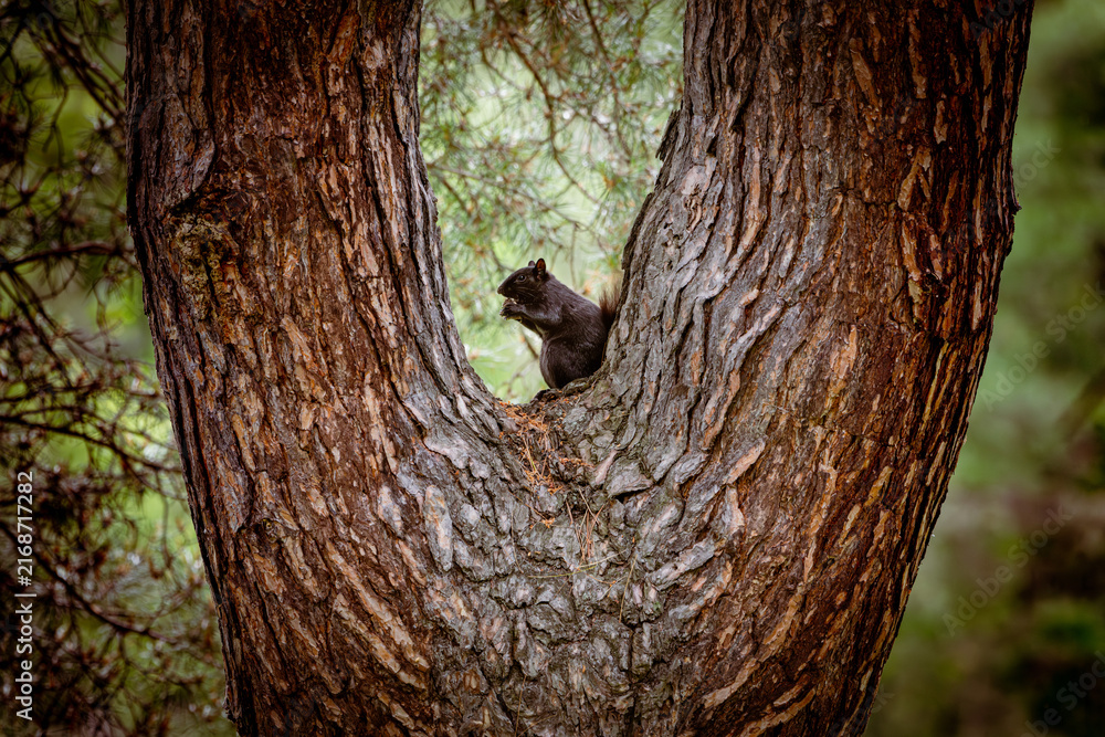 Obraz premium Black squirrel eating while perched in the fork of a pine tree