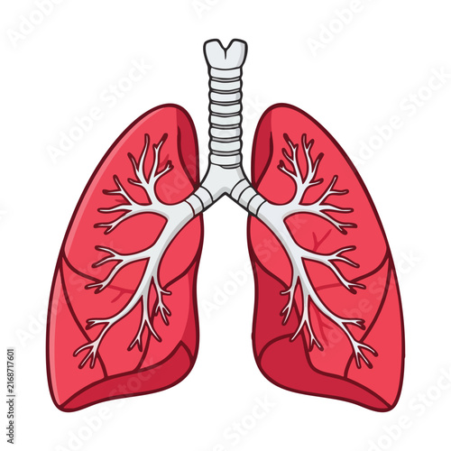 Human Lungs Respiratory System Anatomy Illustration