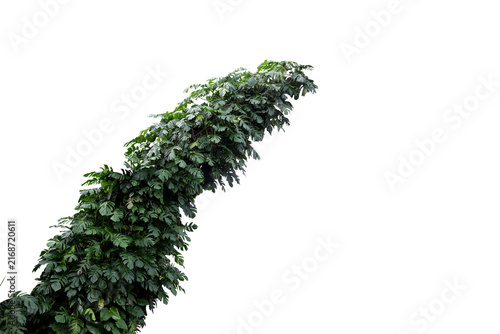  Curved Tropical Vine