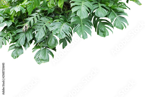  Tropical Cluster Leaves