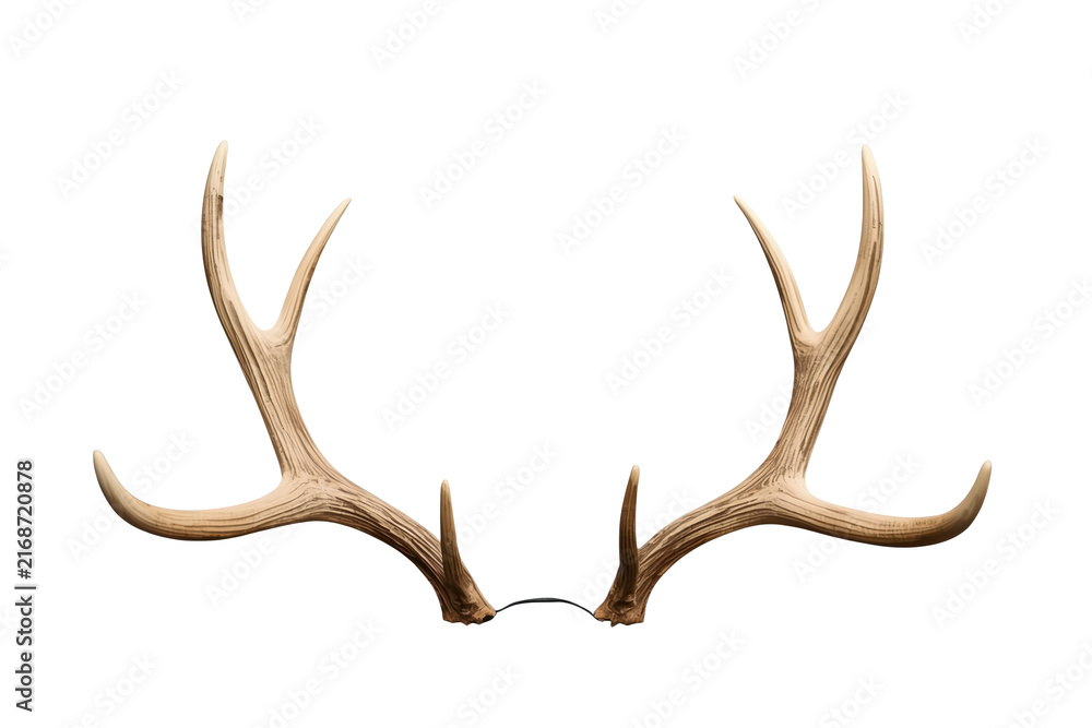 Obraz premium Wide pair of natural deer antlers viewed from front