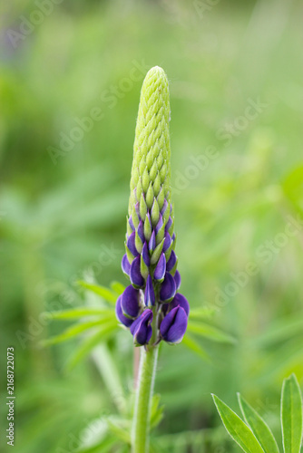 Fotografía Lupine flower in the field