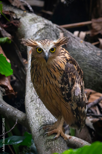 Buffy Fish Owl - Ketupa ketupu, large beautiful fish owl from Southeast Asian tropical forests and freshwater wetlands, Kinabatangan river, Borneo, Malaysia.