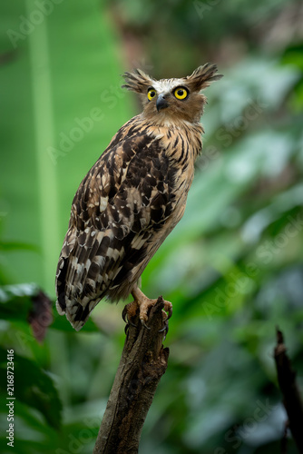 Buffy Fish Owl - Ketupa ketupu, large beautiful fish owl from Southeast Asian tropical forests and freshwater wetlands, Kinabatangan river, Borneo, Malaysia.