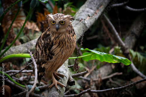 Buffy Fish Owl - Ketupa ketupu, large beautiful fish owl from Southeast Asian tropical forests and freshwater wetlands, Kinabatangan river, Borneo, Malaysia.