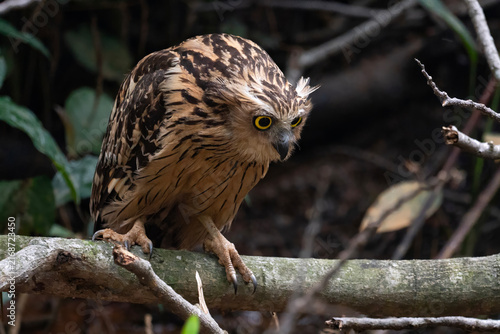Buffy Fish Owl - Ketupa ketupu, large beautiful fish owl from Southeast Asian tropical forests and freshwater wetlands, Kinabatangan river, Borneo, Malaysia.
