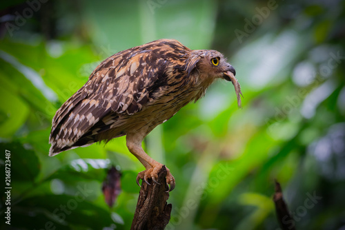 Buffy Fish Owl - Ketupa ketupu, large beautiful fish owl from Southeast Asian tropical forests and freshwater wetlands, Kinabatangan river, Borneo, Malaysia.