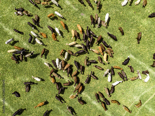 Aerial view of a large herd of cows grazing on a vibrant green pasture in Yurecuaro, Michoacan, Mexico.