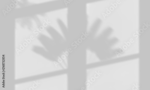 Soft Window Frame Shadow Overlay with Fan Palm Leaf Silhouette
