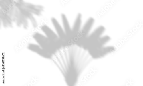 Fan Palm Tree Silhouette Leaf Shadow Overlay