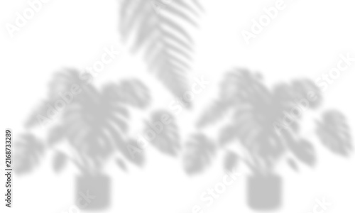 Potted Monstera Plants and Hanging Palm Frond Shadow Overlay
