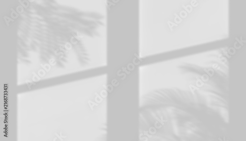 Soft Window Frame Shadow Overlay with Tropical Palm Fronds