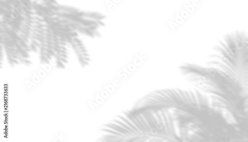Tropical Palm Fronds Corner Leaf Shadow Overlay Background