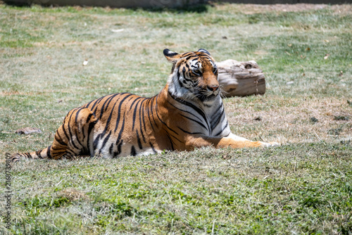 A magnificent tiger with distinctive stripes is seen resting calmly on a patch of green and dry grass under the warm daylight at the Guadalajara Zoo, showcasing its serene presence in its habitat.