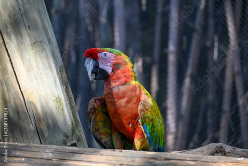 A vibrant scarlet macaw, known for its striking red, green, and blue plumage, perches gracefully on a weathered wooden branch, observing its surroundings within a sunny zoo enclosure