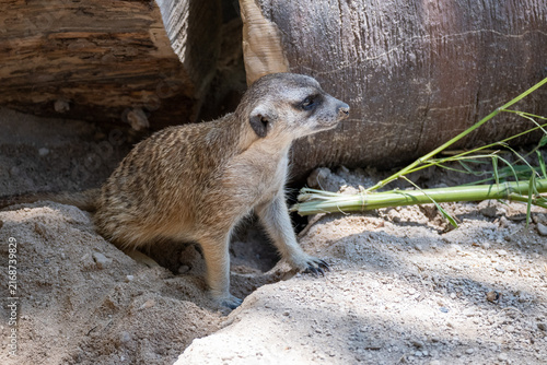 A vigilant meerkat stands alert on sandy terrain, its fur illuminated by natural light. This small, social mammal is observed in its simulated habitat within a zoological park, showcasing its characte