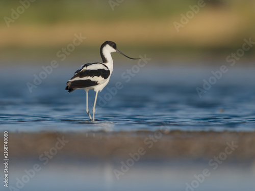 Avocet, Recurvirostra avosetta