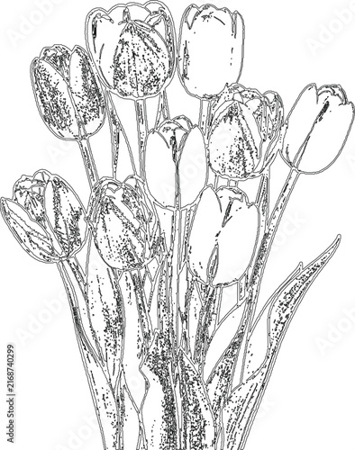 Elegant Tulip Flower Bouquet Outline Line Art