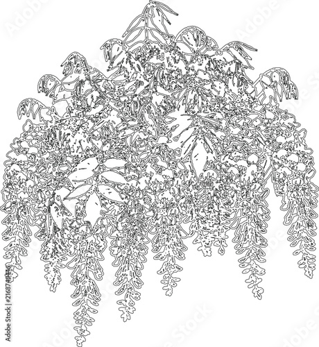 Elegant Wisteria Flower Line Art Botanical