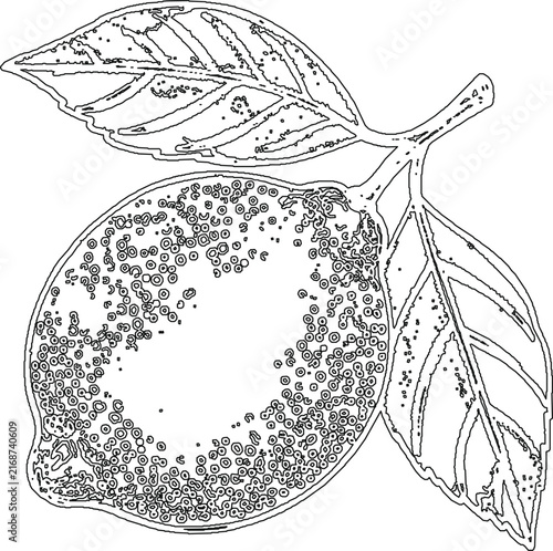 Fresh Citrus Lemon Fruit with Leaves Line Art