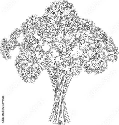 Fresh Parsley Herb Plant Line Art