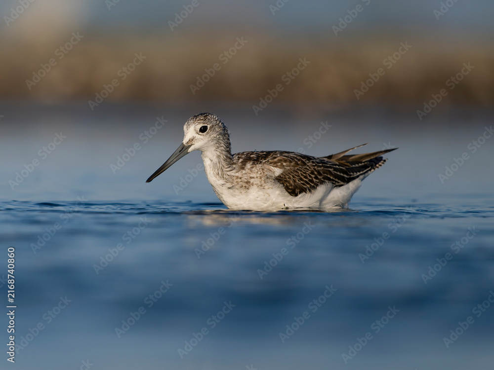 Fototapeta premium Greenshank, Tringa nebularia