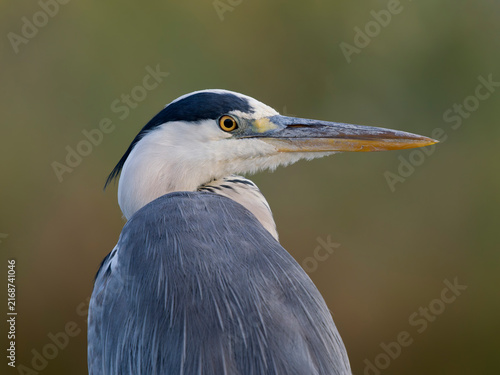 Obraz na plátně Grey heron, Ardea cinerea