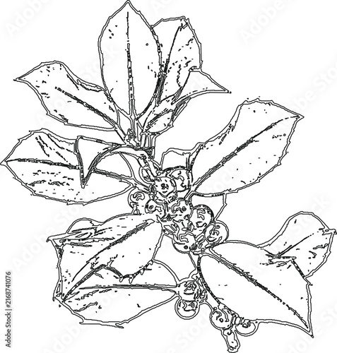 Holly Branch Berries Outline