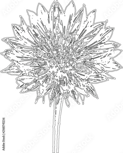 Intricate Outline Flower Drawing